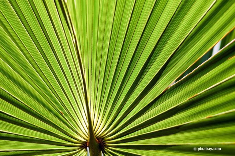 Sabal palmetto, Palmettopalme