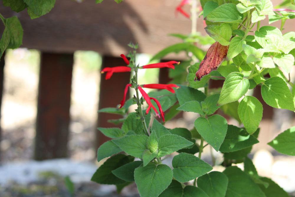 Salvia rutilans