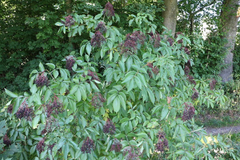 Sambucus nigra, Schwarzer Holunder, Fliederbeere, Wildstrauch