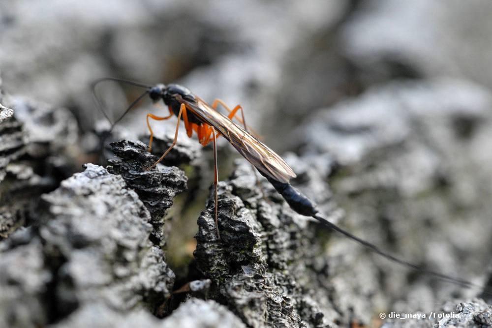 Schupfwespe, Ichneumonidae