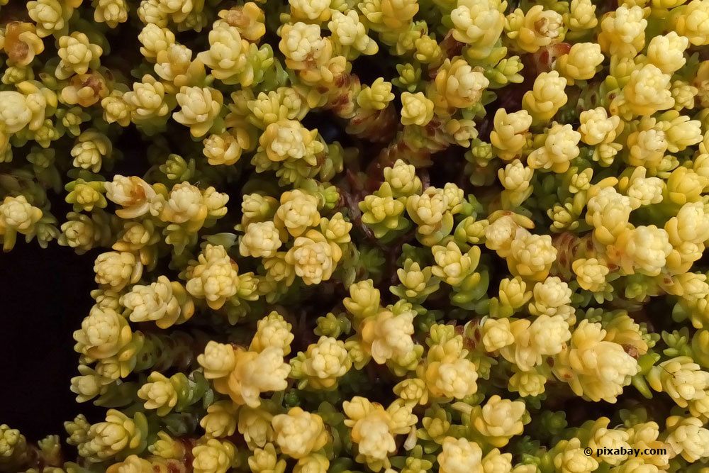 Sedum acre ‚Yellow Queen‘