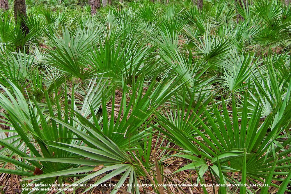 Serenoa repens green