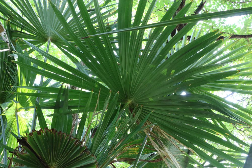 Trachycarpus-fortunei