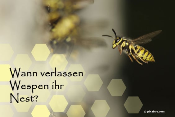 Wann verlassen Wespen ihr Nest?