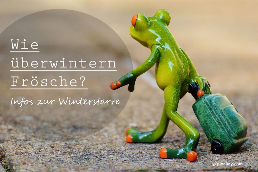 Wie überwintern Frösche? Infos zur Winterstarre Frösche im Winter