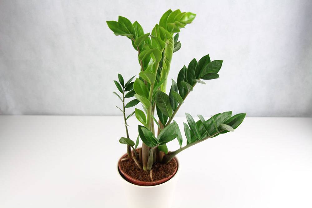 Zamioculcas zamiifolia, Glücksfeder, Zamie