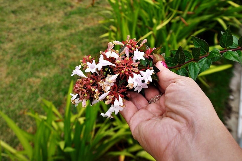 Hand hält Abelia grandiflora