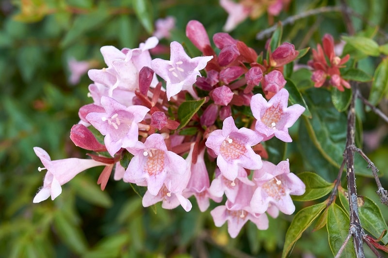 Blüte der Abelia grandiflora