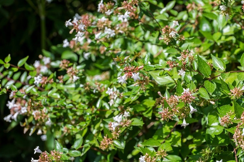 Abelia grandiflora in der Sonne