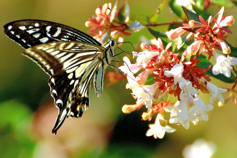 Abelia grandiflora und Schmetterling (Papilio xuthus, Japanischer Schwalbenschwanz)