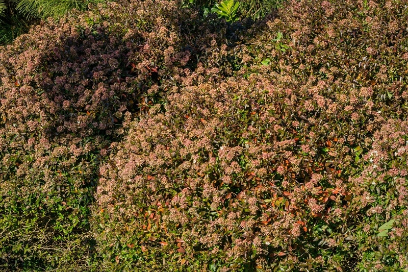 Abelia grandiflora 'Sherwood'