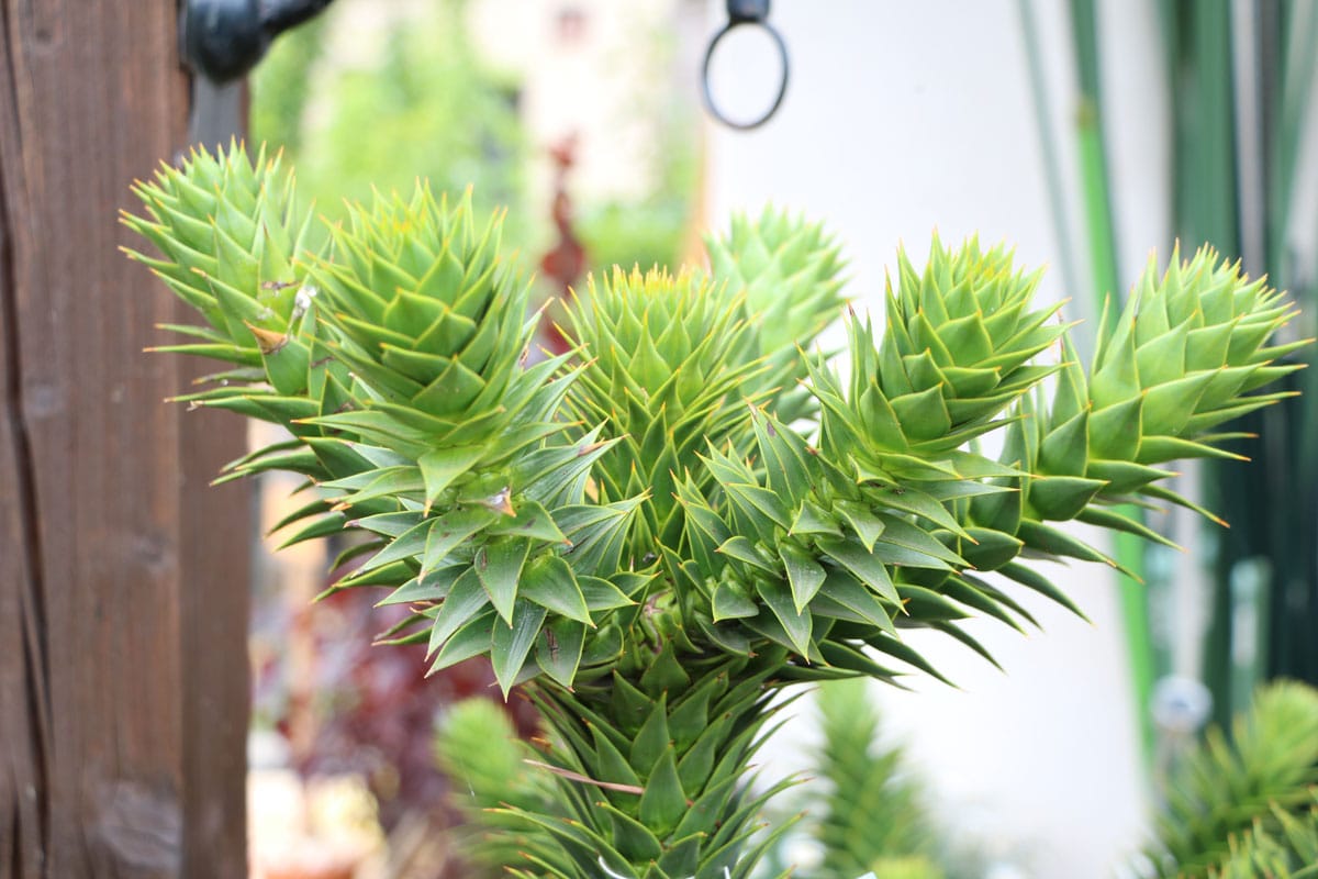 Andentanne (Araucaria araucana)