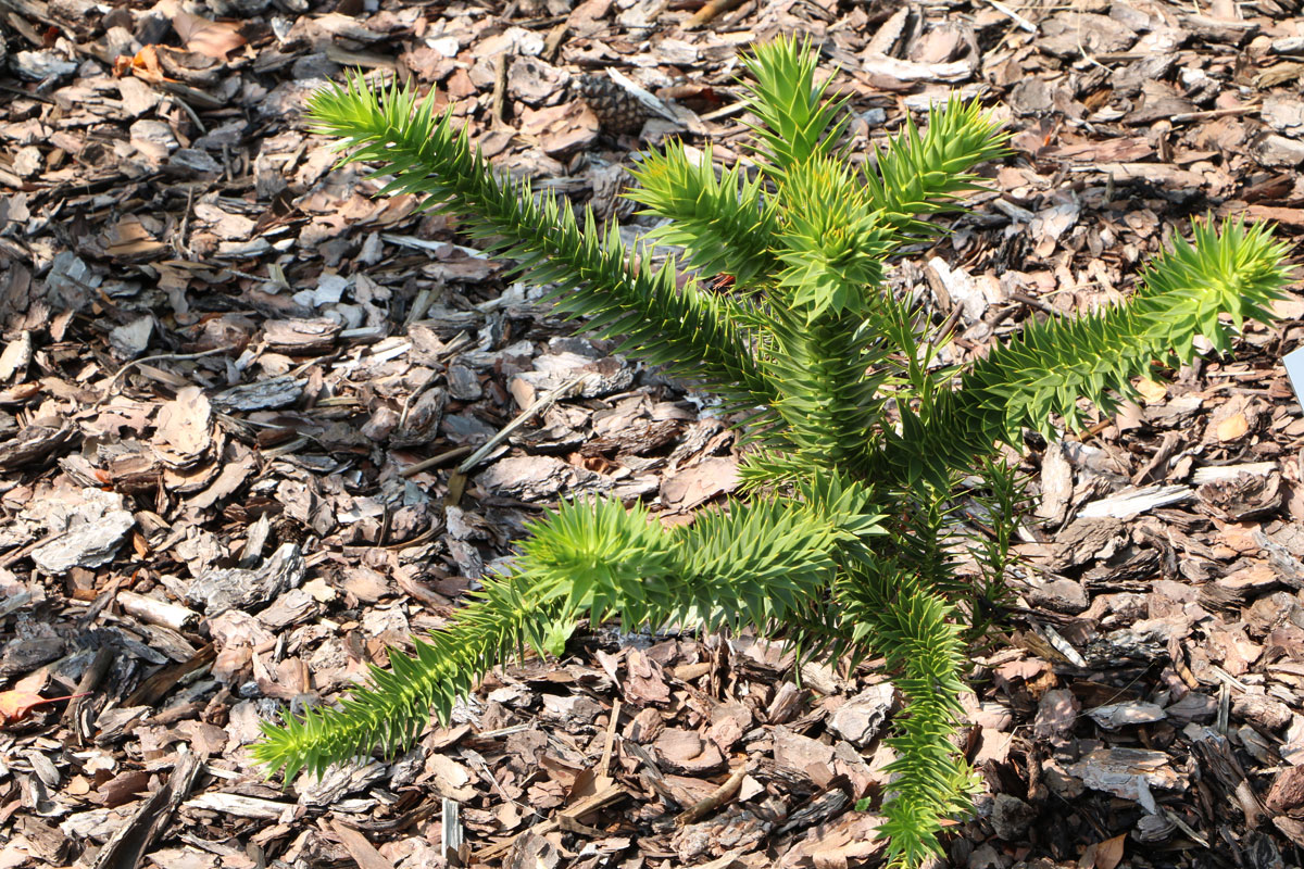 Chilenische Schmucktanne (Araucaria araucana)