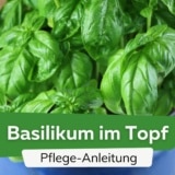 Basilikum im Topf ziehen