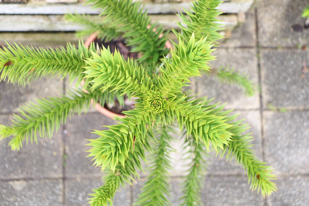 Chilenische Schmucktanne Araucaria Araucana