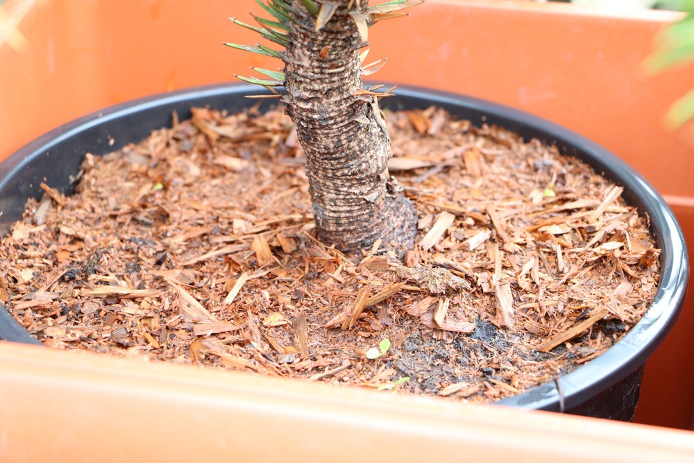 Chilenische Schmucktanne Araucaria Araucana