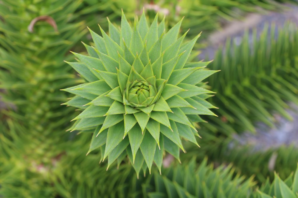 Chilenische Schmucktanne Araucaria Araucana