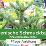 Chilenische Schmucktanne (Araucaria araucana)