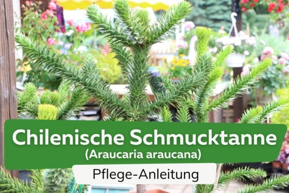 Chilenische Schmucktanne (Araucaria araucana)