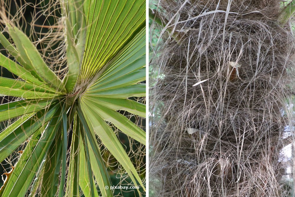 Trachycarpus fortunei, Chinesische Hanfpalme