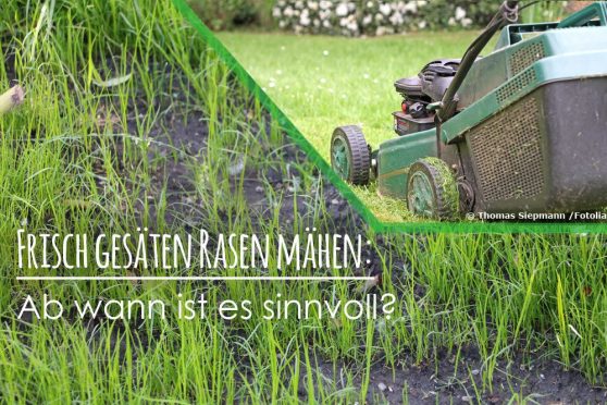 Frisch gesäten Rasen mähen ab wann ist Rasenmähen sinnvoll?