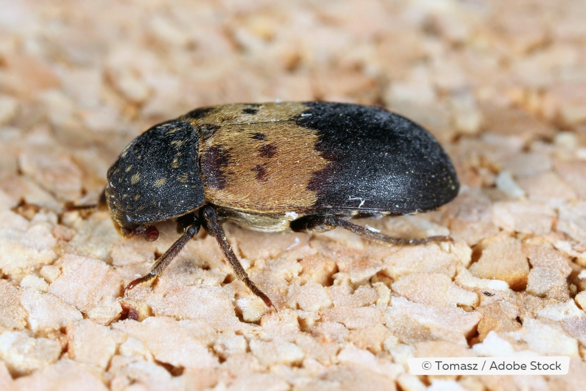 Gemeiner Speckkäfer (Dermestes lardarius)