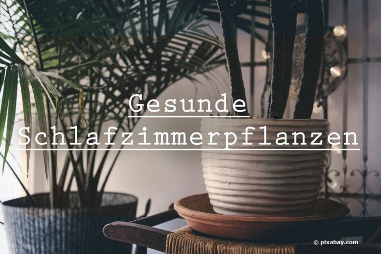 Gesunde Schlafzimmerpflanzen