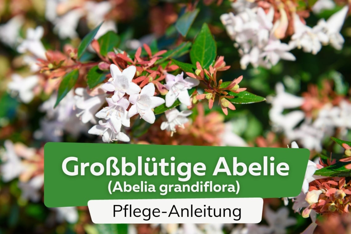 Großblütige Abelie (Abelia grandiflora)