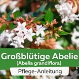 Großblütige Abelie (Abelia grandiflora)