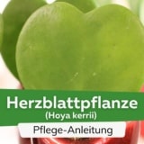 Hoya kerrii/Herzblattpflanze