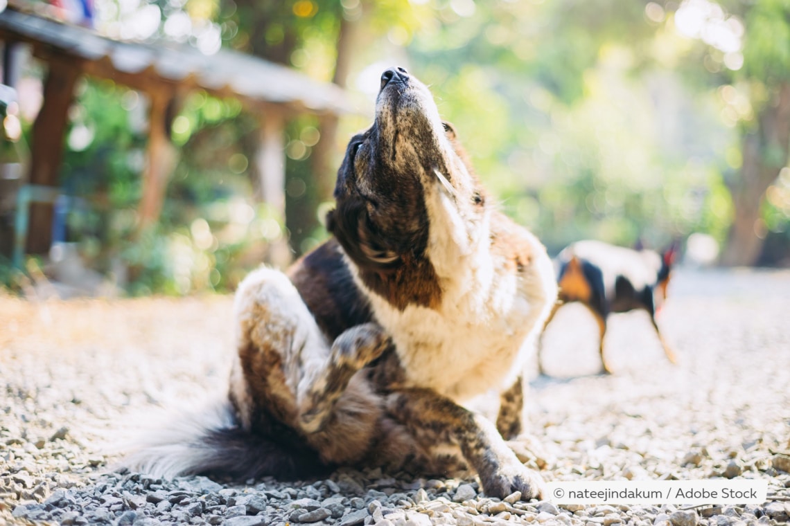 Hund hat Flöhe und kratzt sich