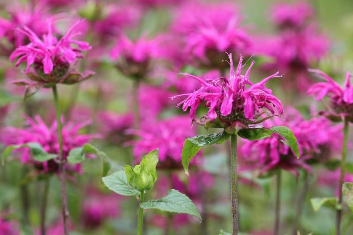 Indianernessel (Monarda didyma)