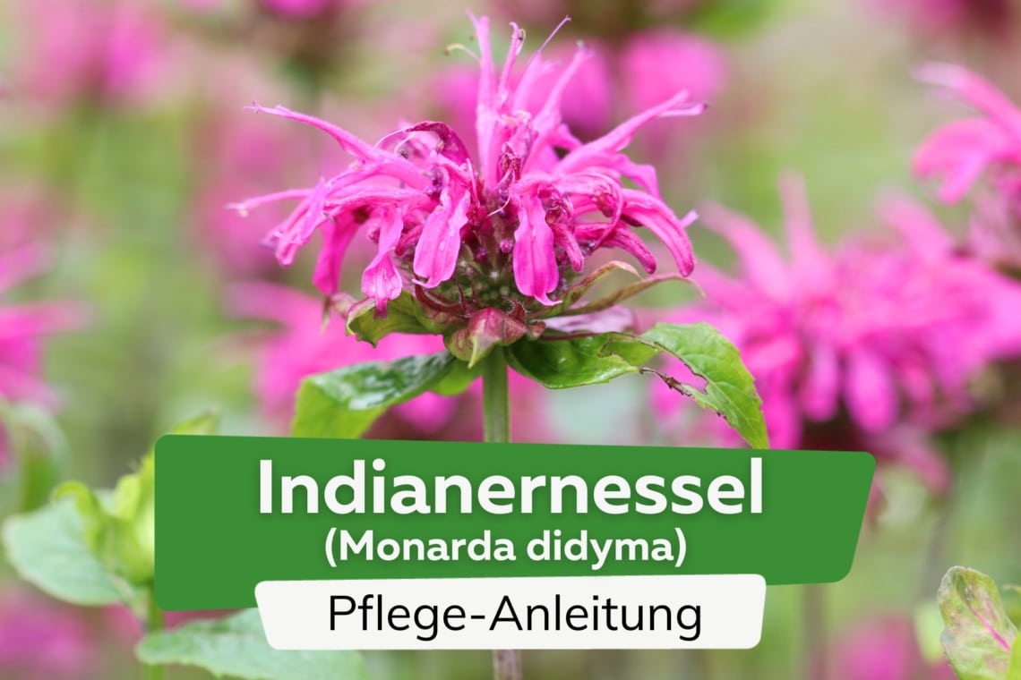 Indianernessel (Monarda didyma)