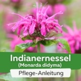 Indianernessel (Monarda didyma)