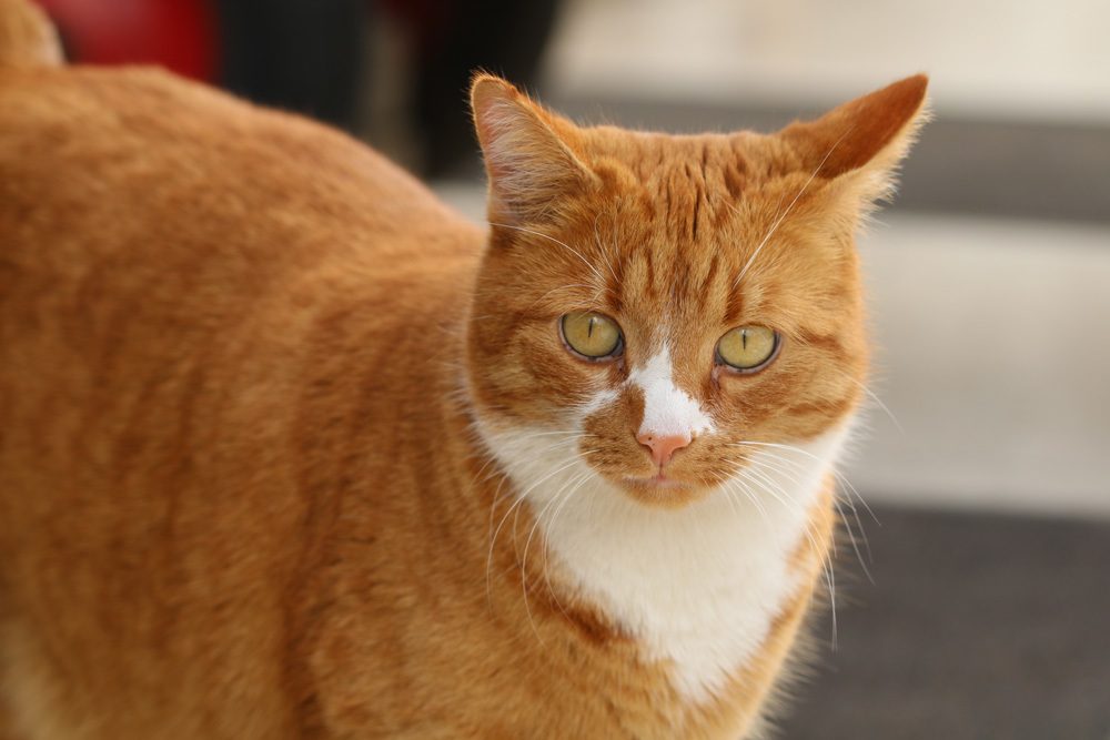 Zimmerbambus giftig für Katze