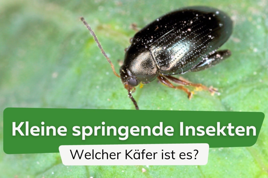 Kleine springende Insekten - Großer Rapserdfloh (Psylliodes chrysocephalus)