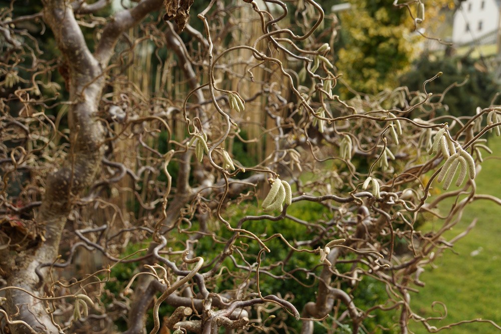 Korkenzieherhasel Corylus avellana 'Contorta'