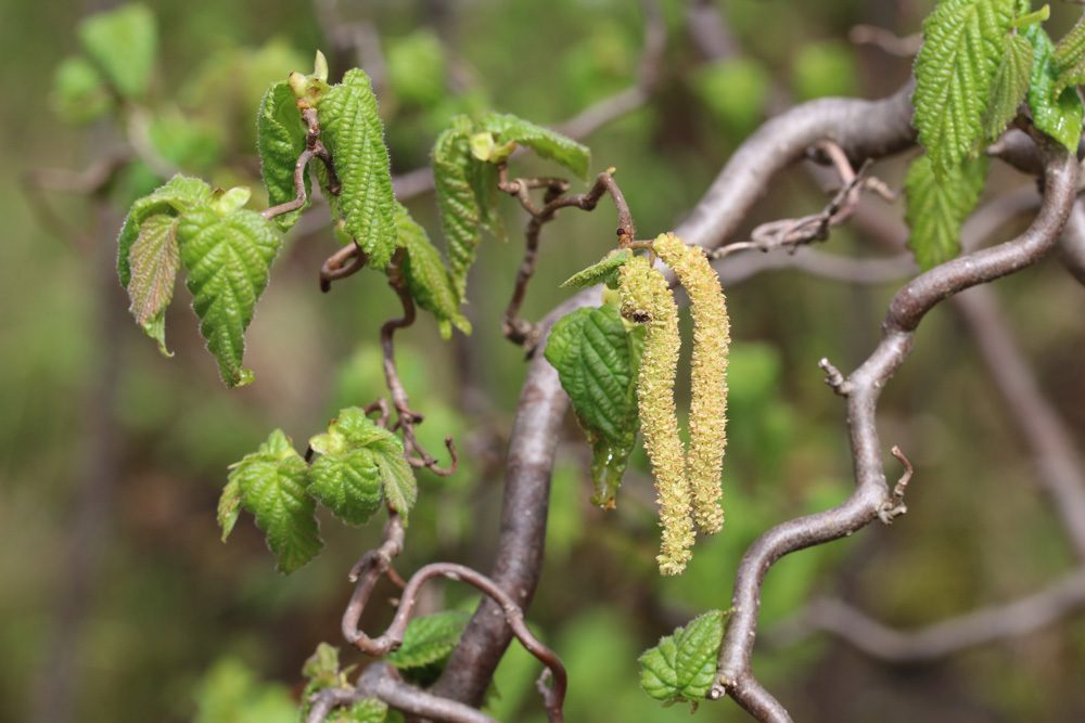 Korkenzieherhasel Corylus avellana 'Contorta'