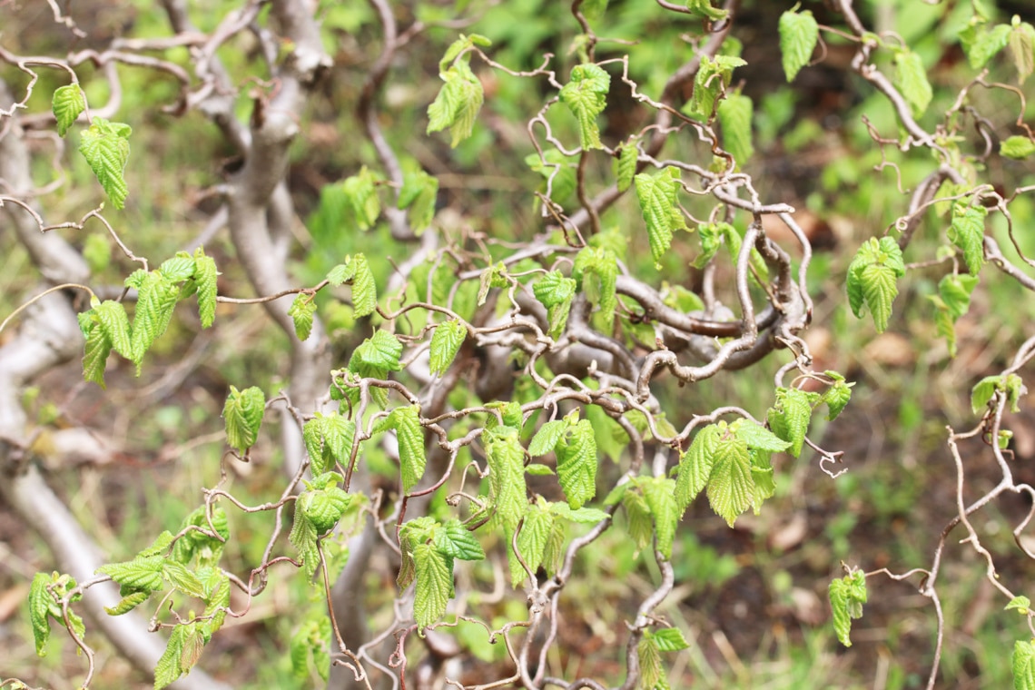 Korkenzieherhasel (Corylus avellana 'Contorta')