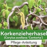 Korkenzieherhasel (Corylus avellana 'Contorta')