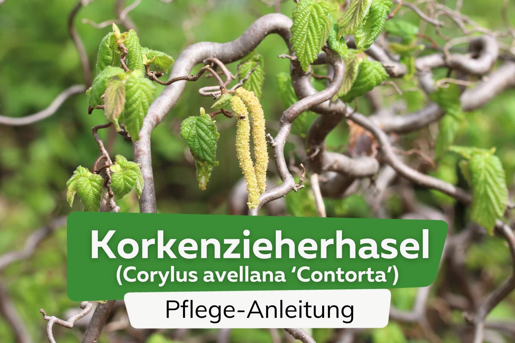 Korkenzieherhasel (Corylus avellana 'Contorta')