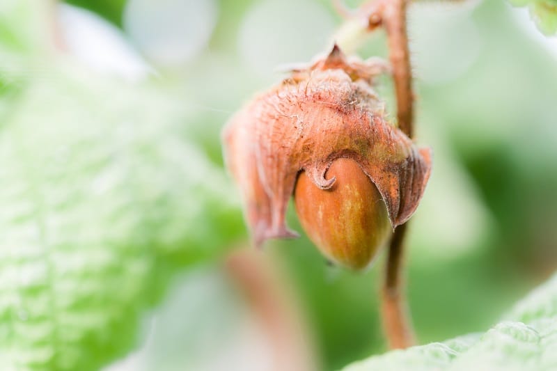 Frucht der Korkenzieherhasel