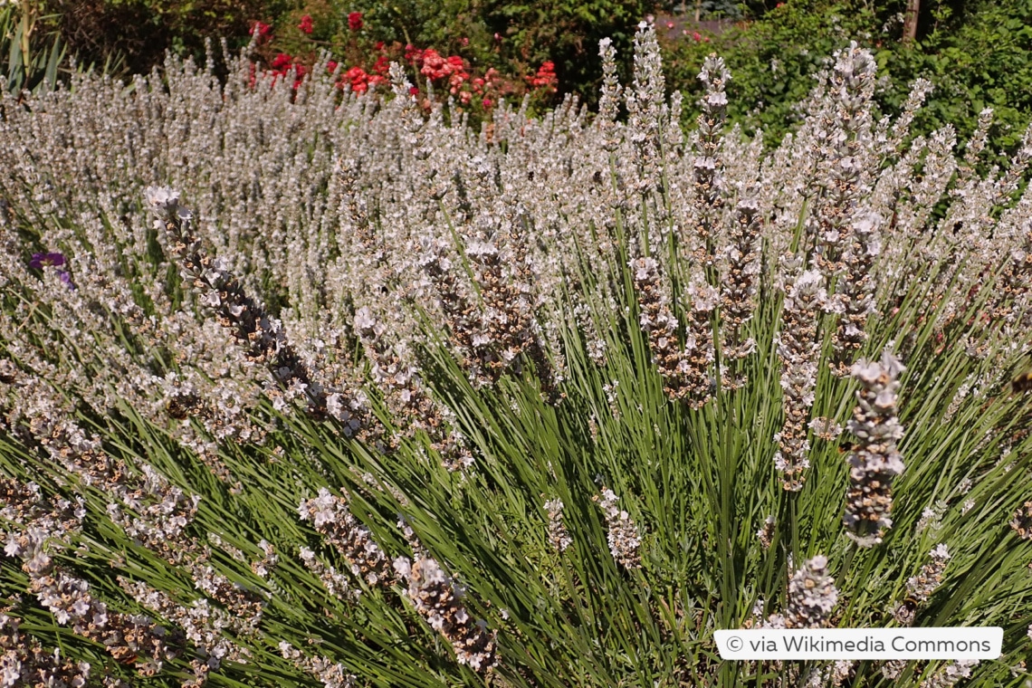 Lavandin (Lavandula x intermedia 'Edelweiß')