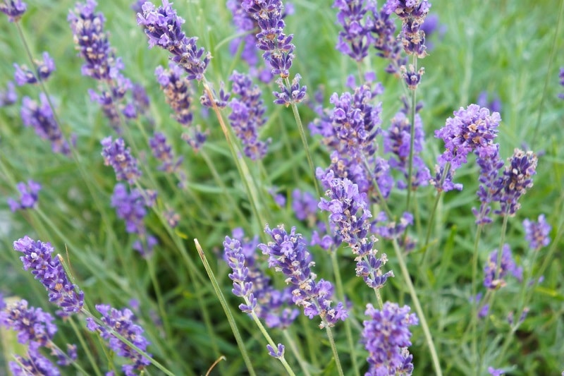 Lavandin (Lavandula x intermedia)