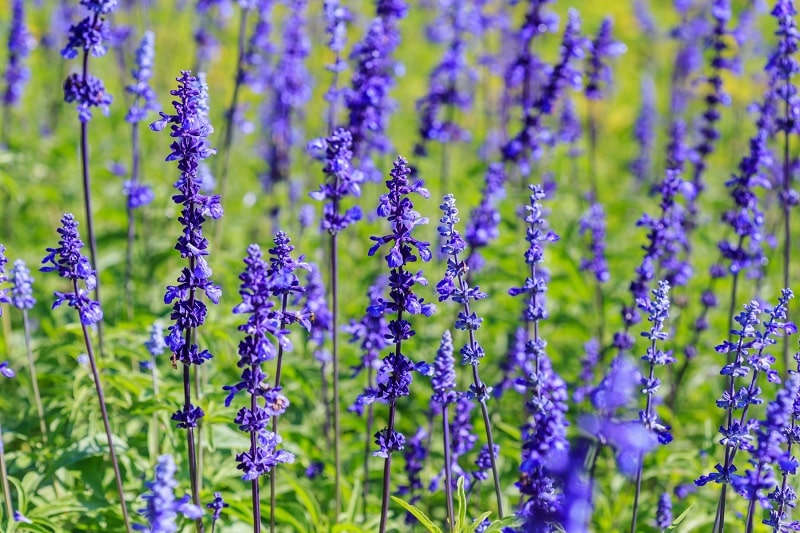 Lavandin (Lavandula x intermedia)