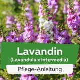 Lavandin (Lavandula x intermedia)