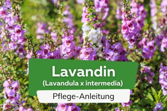 Lavandin (Lavandula x intermedia)