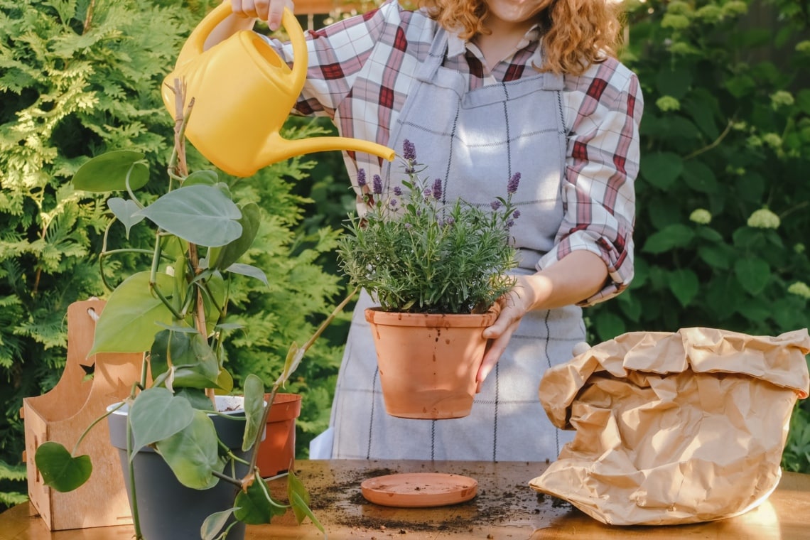 Frau gießt Lavendel im Topf