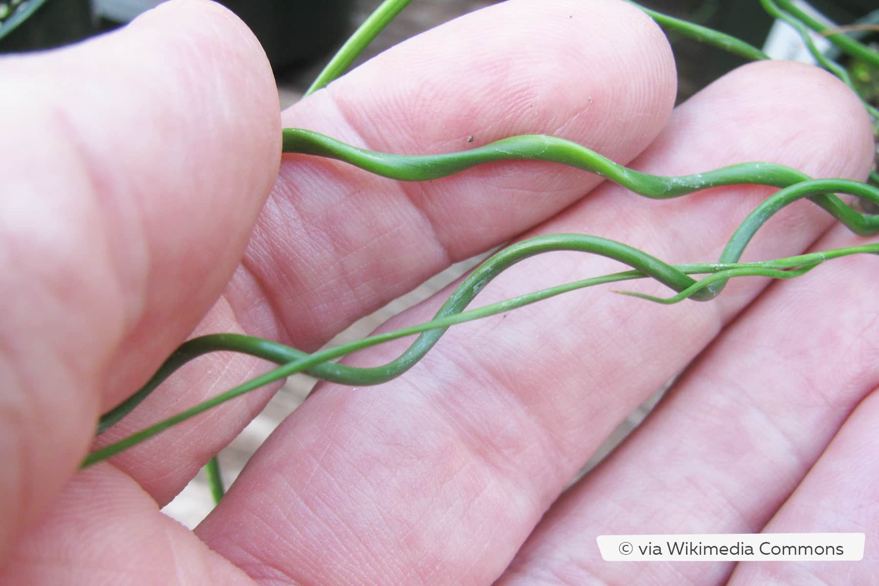 Liebeslocken Juncus Effusus Spiralis Pflege Von Korkenziehergras liebeslocken-juncus-effusus-spiralis-pflege-von-korkenziehergras