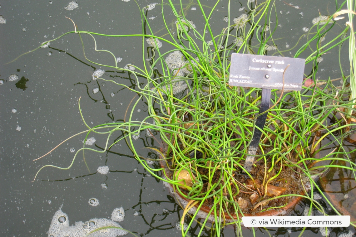 Liebeslocken (Juncus effusus 'Spiralis') im Teich